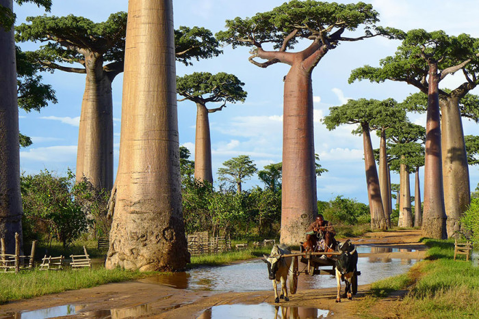 Baobab Trees of Madagascar