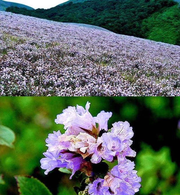 neela kurinji munnar