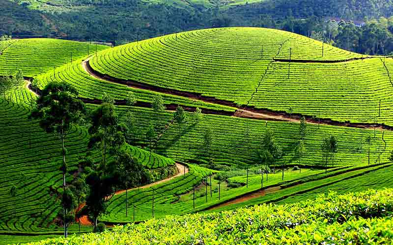 Munnar Tea wk1