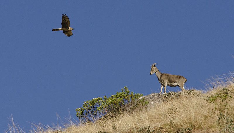 nilgiri tahr wk