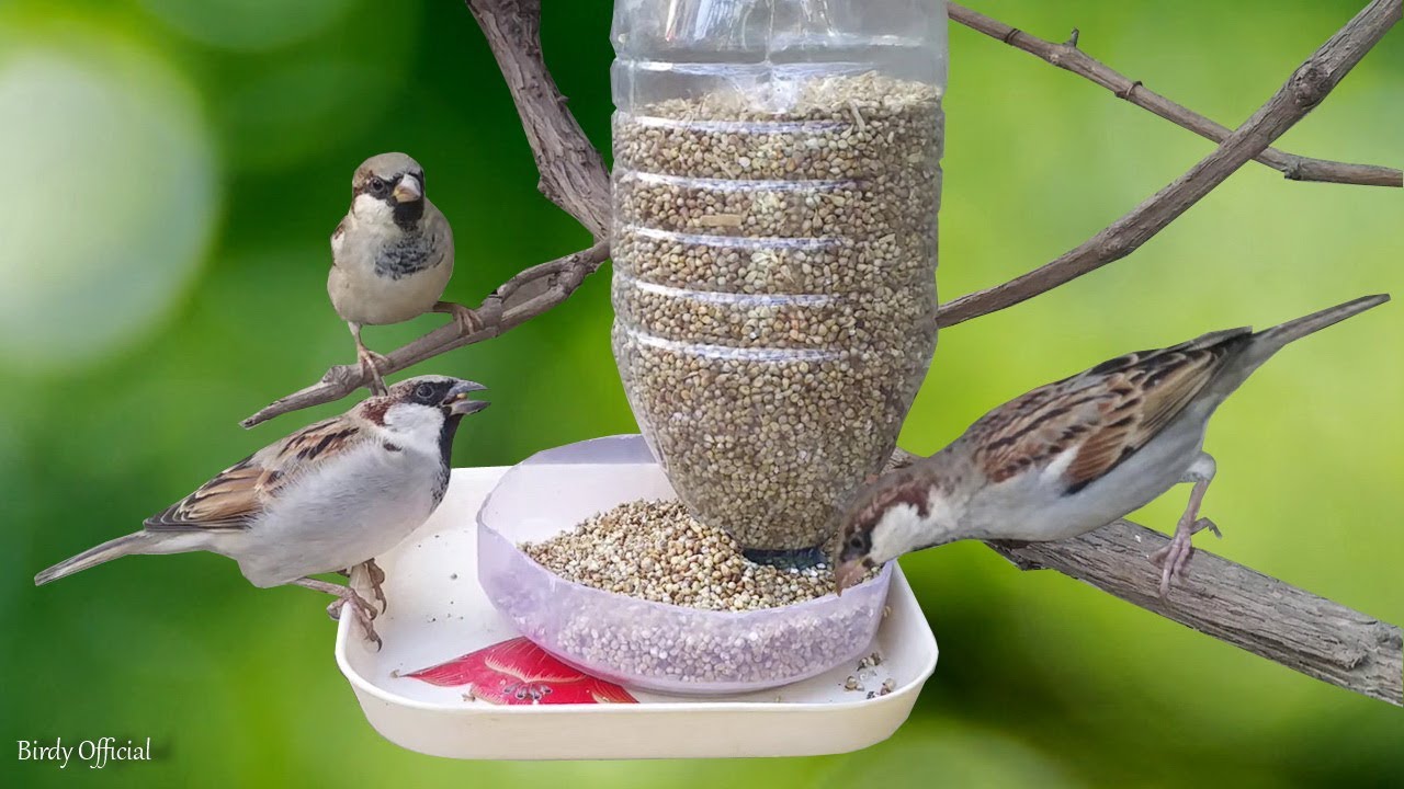 bird feeder