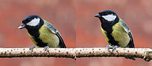 Great tit feeding