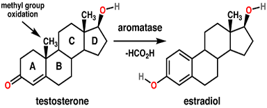 640px-Testosterone estradiol conversion