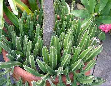 Carrion Plant Stapelia gigantea Pot 3264px