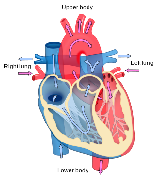 Heart diagram blood flow en.svg