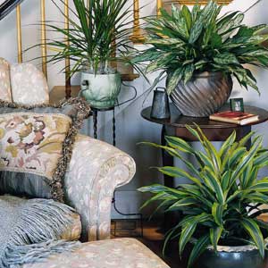 houseplants-04