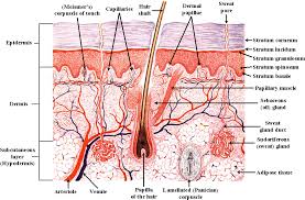 wiki images-skin layers