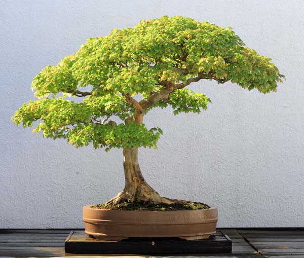 Bonsai1