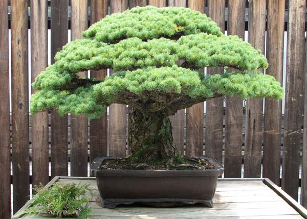 Japanese White Pine