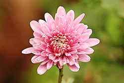 Chrysanthemum