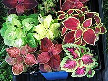 Coleus