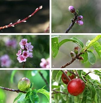 Nectarine Fruit 