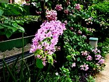 PinkBougainvillea