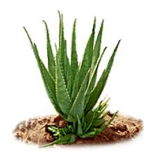 aloe vera