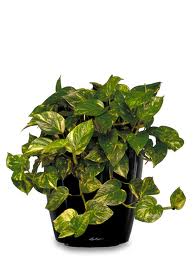 money plant