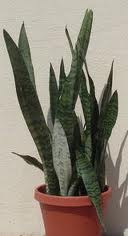 snake plant